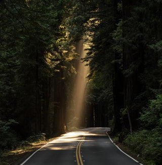 A winding road curves through a dense forest of tall trees as a beam of sunlight shines through the canopy, illuminating a patch of the road and greenery.