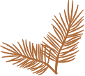Two brown, stylized pine or fir tree branches intersecting at the bottom, displayed on a light background.